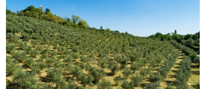 L’olio extravergine di oliva dell’Emilia Romagna