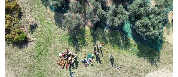 Olio Nuovo 2025: Campagna olearia a pieno ritmo